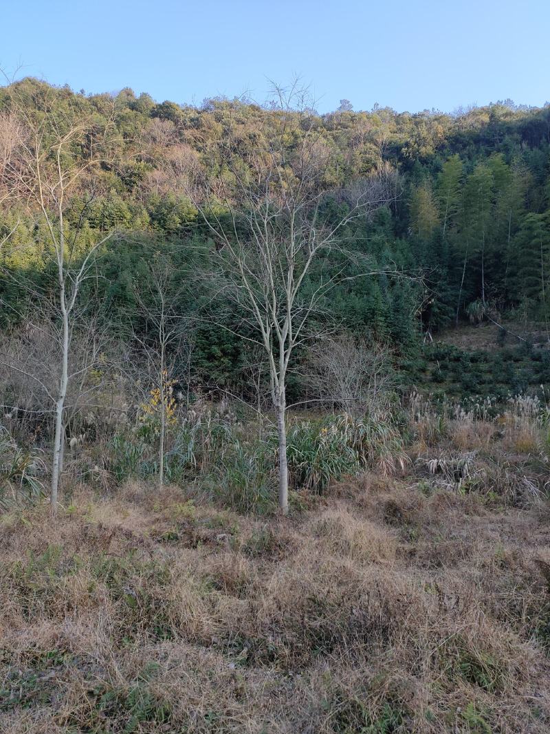 朴树从生朴树