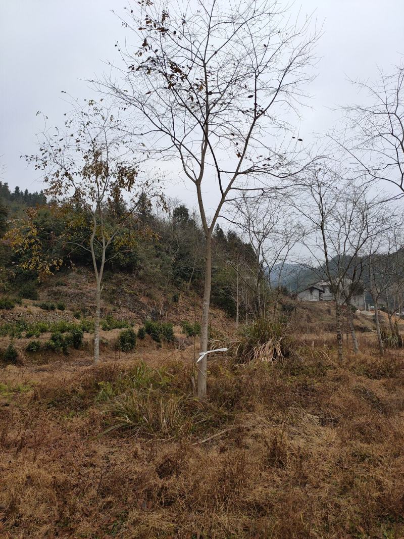 朴树从生朴树