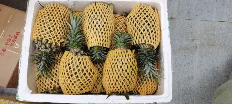 金钻17号凤梨