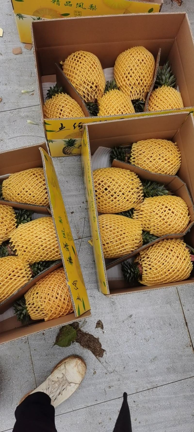金钻17号凤梨