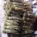 叠鞘石斛干条