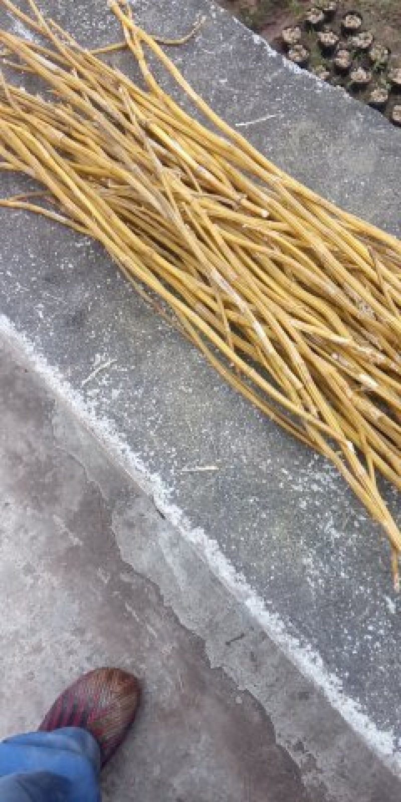 叠鞘石斛干条