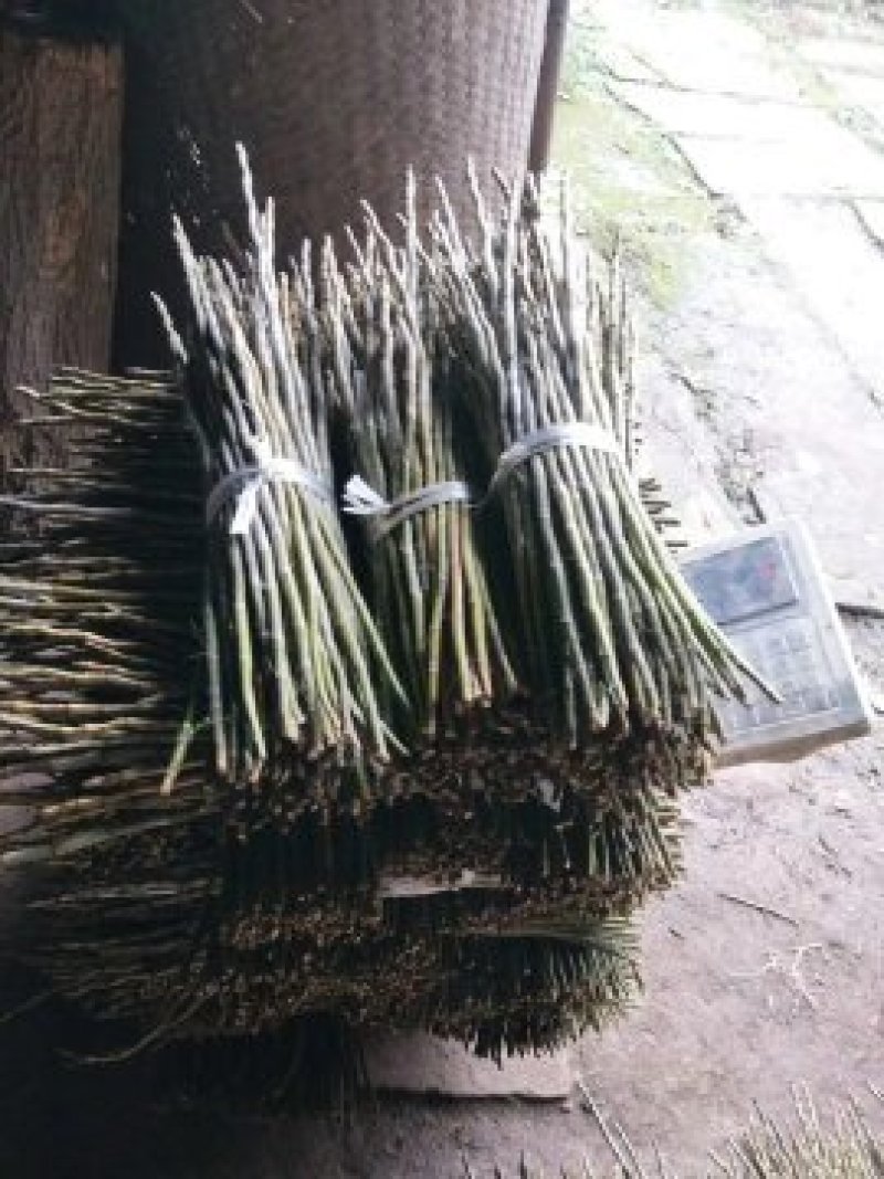 叠鞘石斛干条