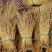叠鞘石斛干条