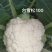 【牛】定西菜花散花商超品质量大从优产地直发