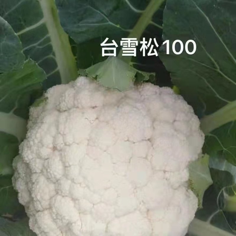 【牛】定西菜花散花商超品质量大从优产地直发