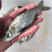 花鲢鳙鱼苗，大头鱼苗技术指导，适合水库鱼塘养殖。
