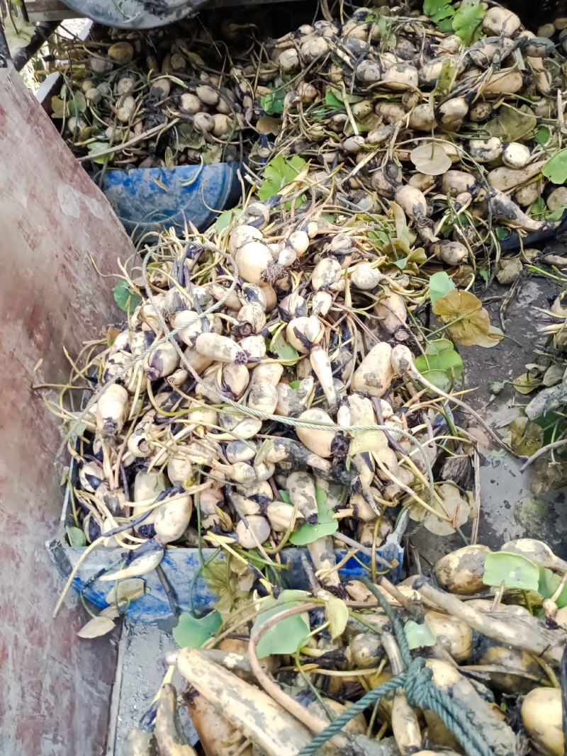 赛珍珠种苗莲藕苗现在大量上市现货现发，支持线上看货，品质保证