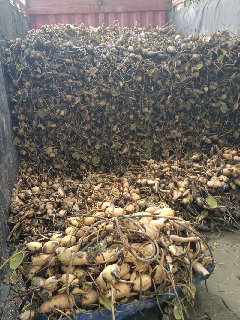 赛珍珠种苗莲藕苗现在大量上市现货现发，支持线上看货，品质保证
