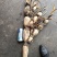 赛珍珠种苗莲藕苗现在大量上市现货现发，支持线上看货，品质保证