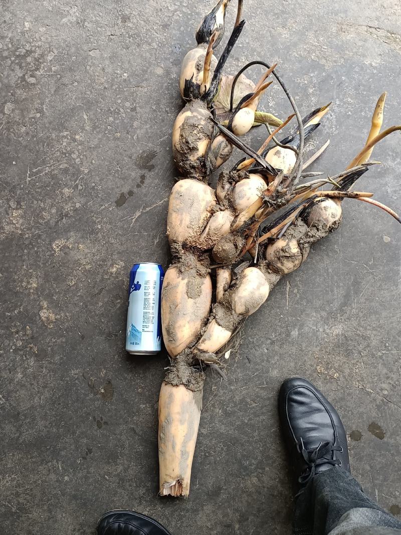 赛珍珠种苗莲藕苗现在大量上市现货现发，支持线上看货，品质保证