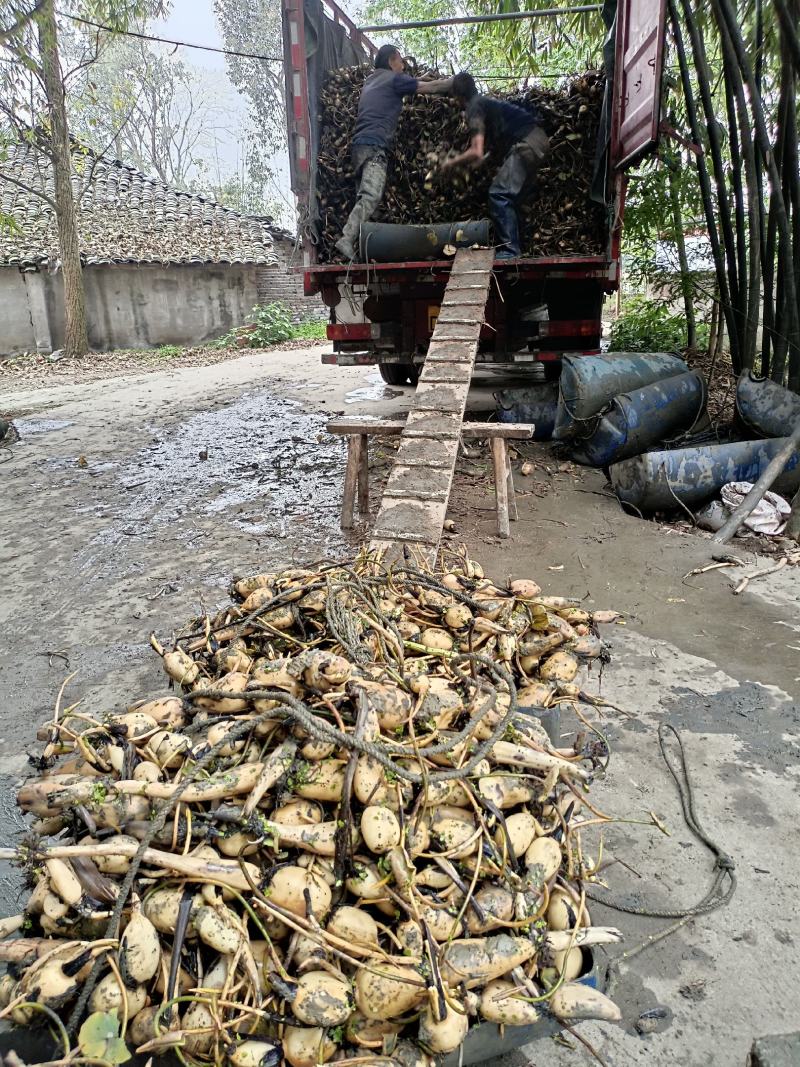 赛珍珠种苗莲藕苗现在大量上市现货现发，支持线上看货，品质保证