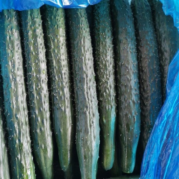 河南夏邑密刺黄瓜大棚黄瓜精品嫁接黄瓜量大货优价格低