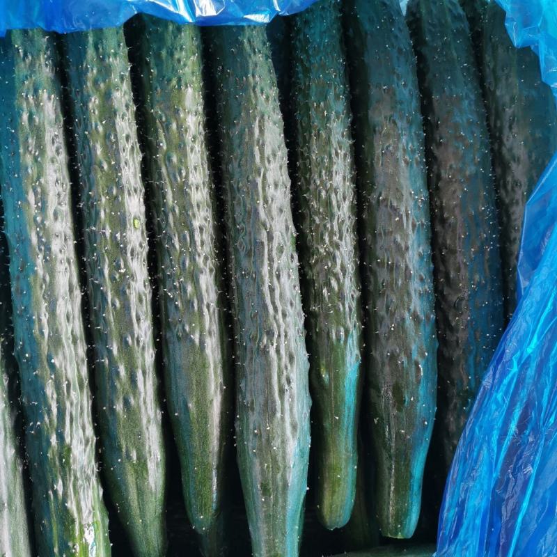 河南夏邑密刺黄瓜大棚黄瓜精品嫁接黄瓜量大货优价格低