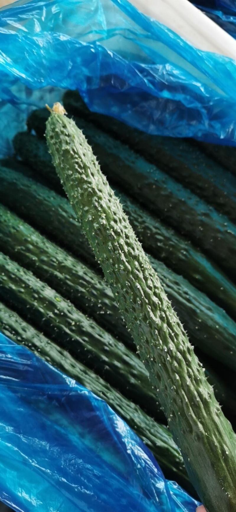 河南夏邑密刺黄瓜大棚黄瓜精品嫁接黄瓜量大货优价格低