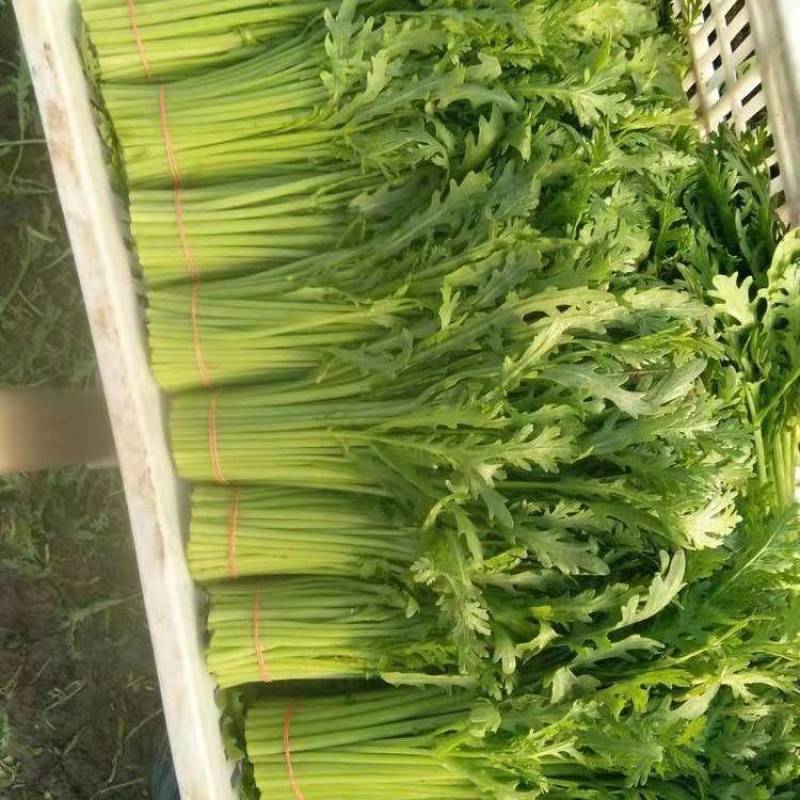 河北邯郸永年茼蒿大量上市，物美价廉质量好