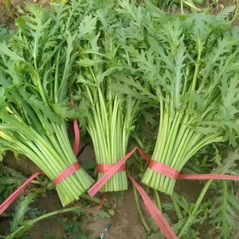 河北邯郸永年茼蒿大量上市，物美价廉质量好