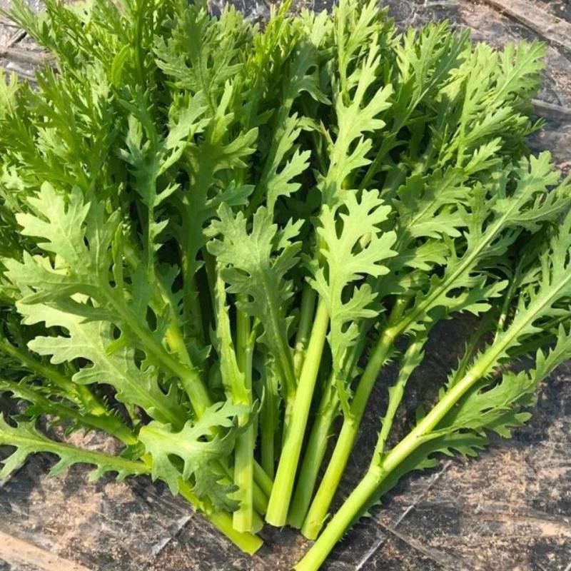 河北邯郸永年茼蒿大量上市，物美价廉质量好