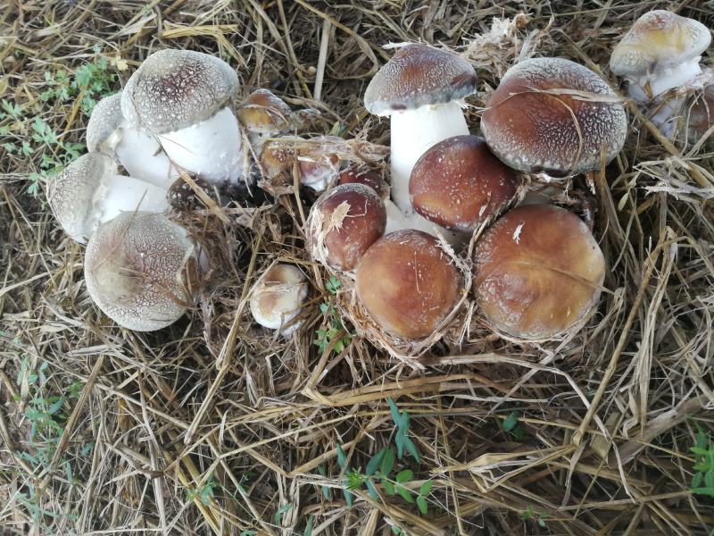 大球盖菇菌种/赤松茸/红松茸/酒红菇菌种以及鲜菇和干货