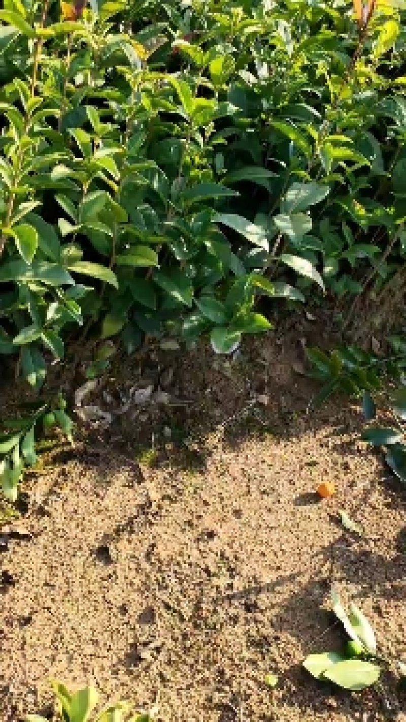 包邮桂花树苗八月桂占地专用树苗罗汉松树苗