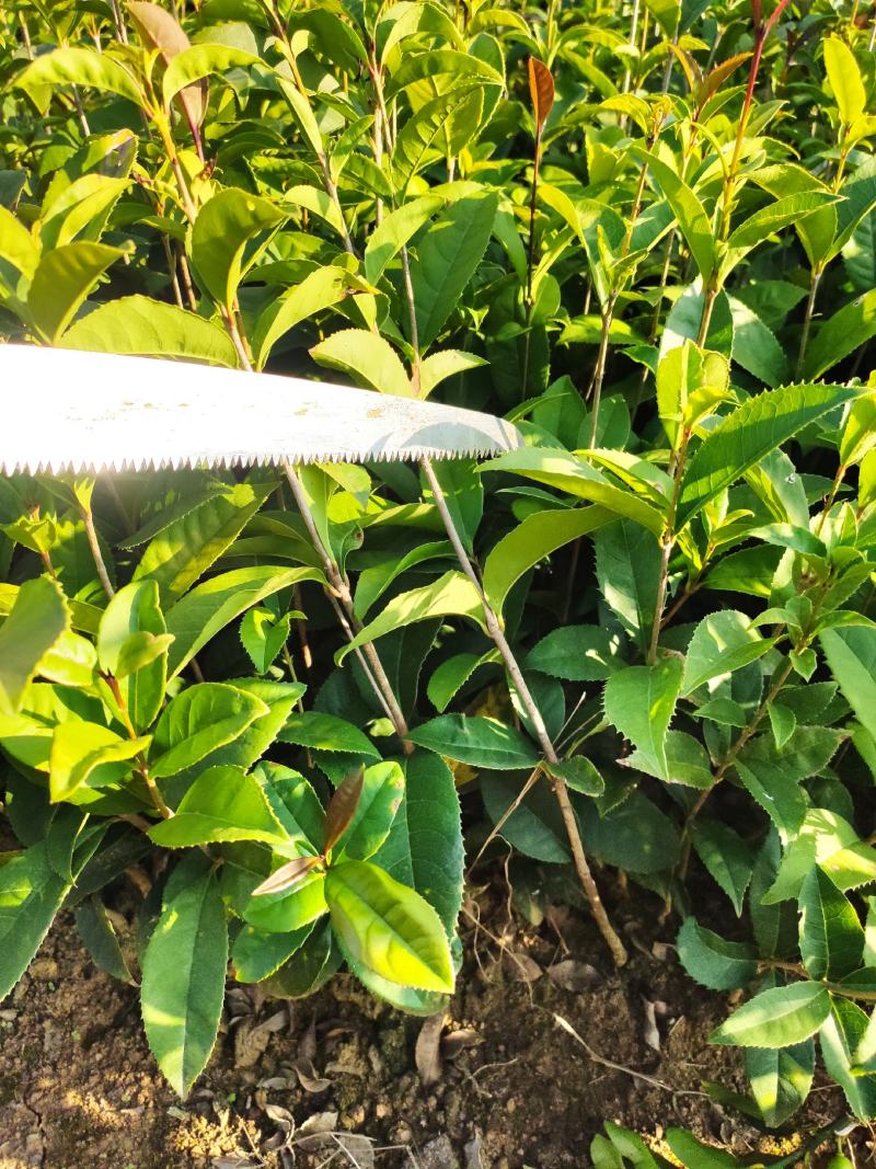 包邮桂花树苗八月桂占地专用树苗罗汉松树苗