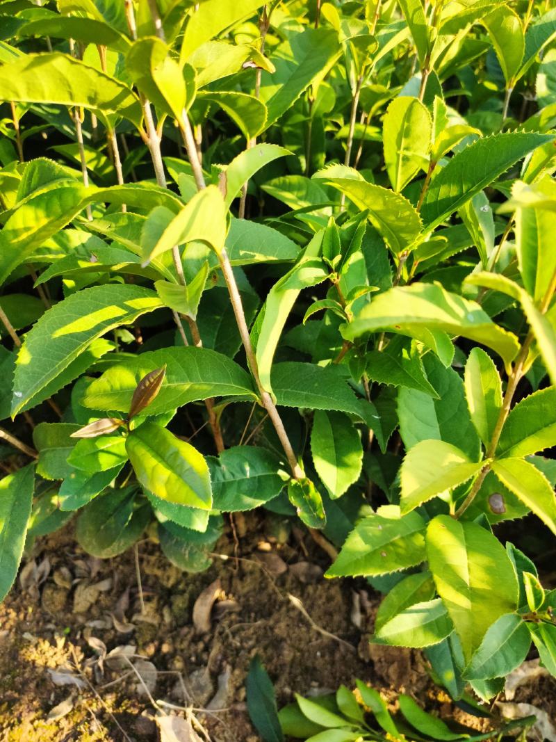包邮桂花树苗八月桂占地专用树苗罗汉松树苗