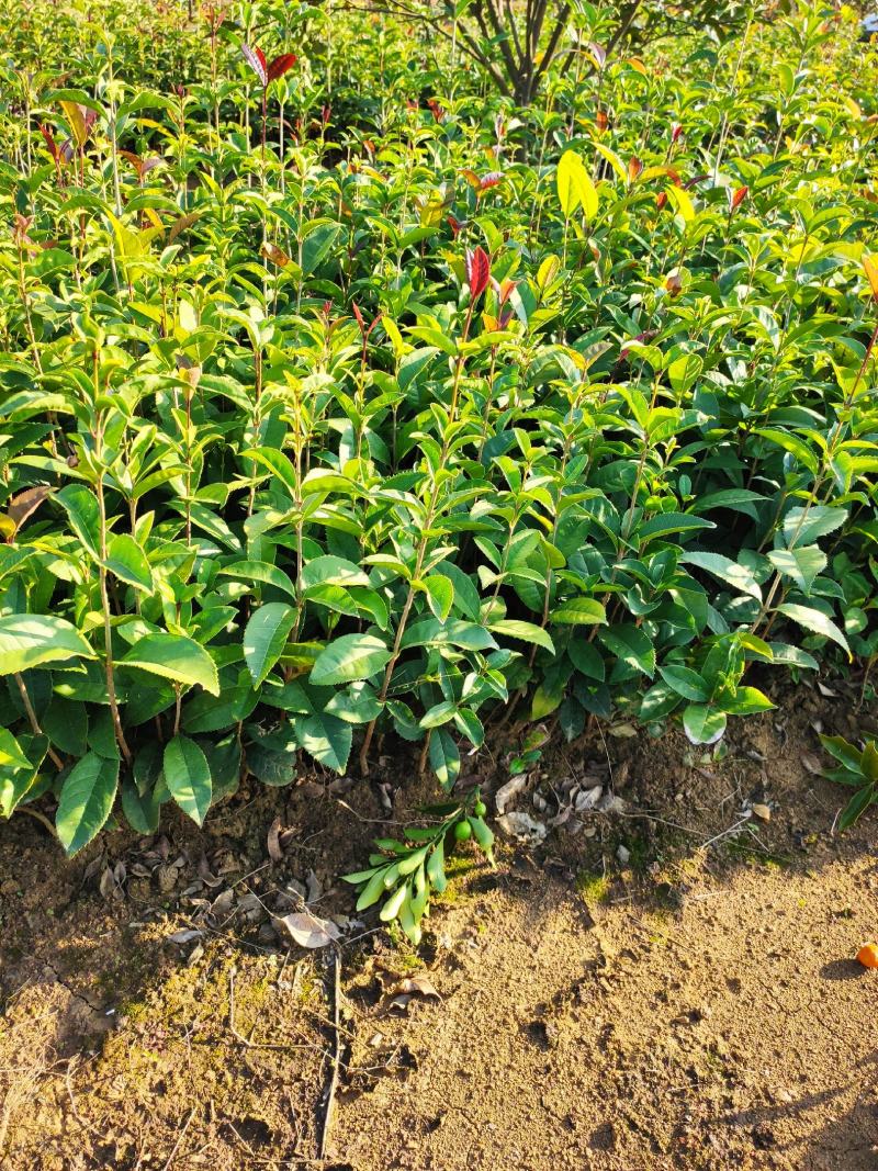 包邮桂花树苗八月桂占地专用树苗罗汉松树苗