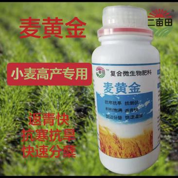 （麦黄金）小麦高产专用抗寒抗旱，返青快速递灌浆，果粒饱满