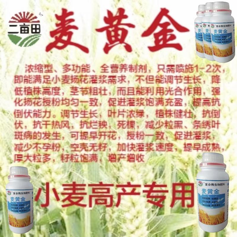 （麦黄金）小麦高产专用抗寒抗旱，返青快速递灌浆，果粒饱满