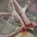 【鲜鹿茸】鹿茸梅花鹿茸有需要的老板联系我吧。