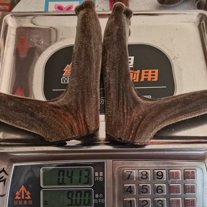 【鲜鹿茸】鹿茸梅花鹿茸有需要的老板联系我吧。