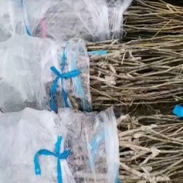 精品梨树苗，品种齐全，成活率高，代发全国