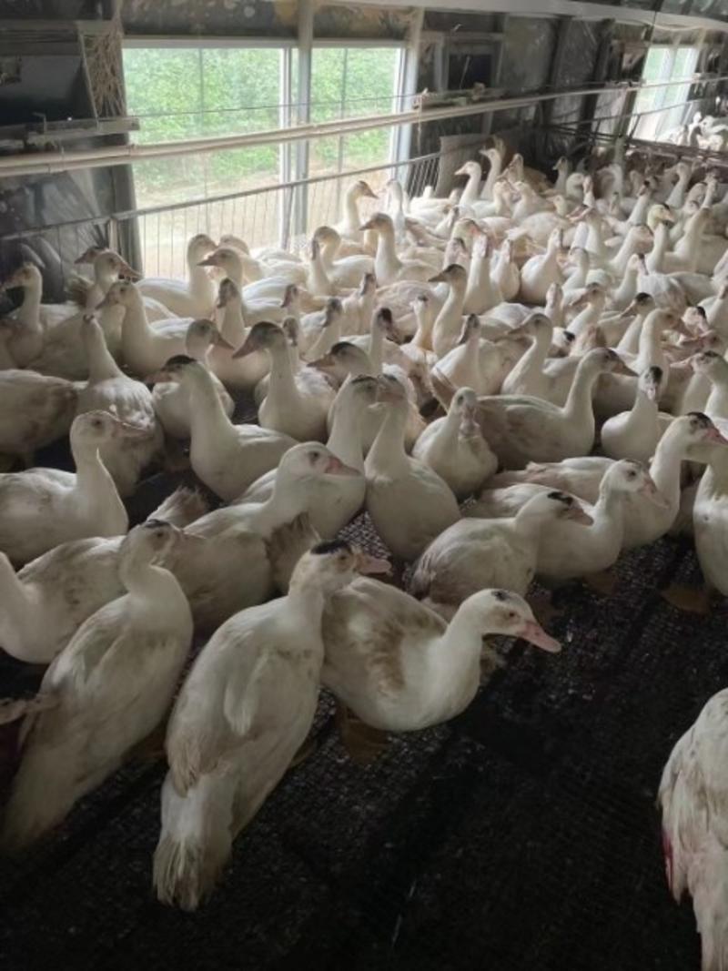 正常出售白番公鸭十斤以上白番母鸭六斤左右