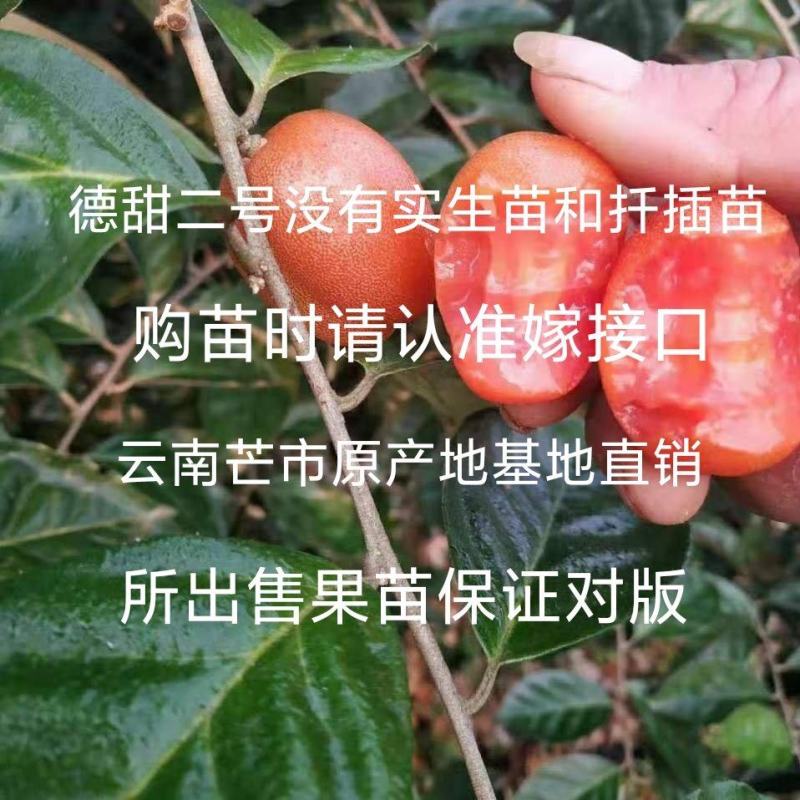 羊奶果苗德甜二号大果型(2年嫁接苗)云南芒市基地直发
