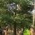 30公分大腹木棉树漳州木棉树种植基地苗农直销批发