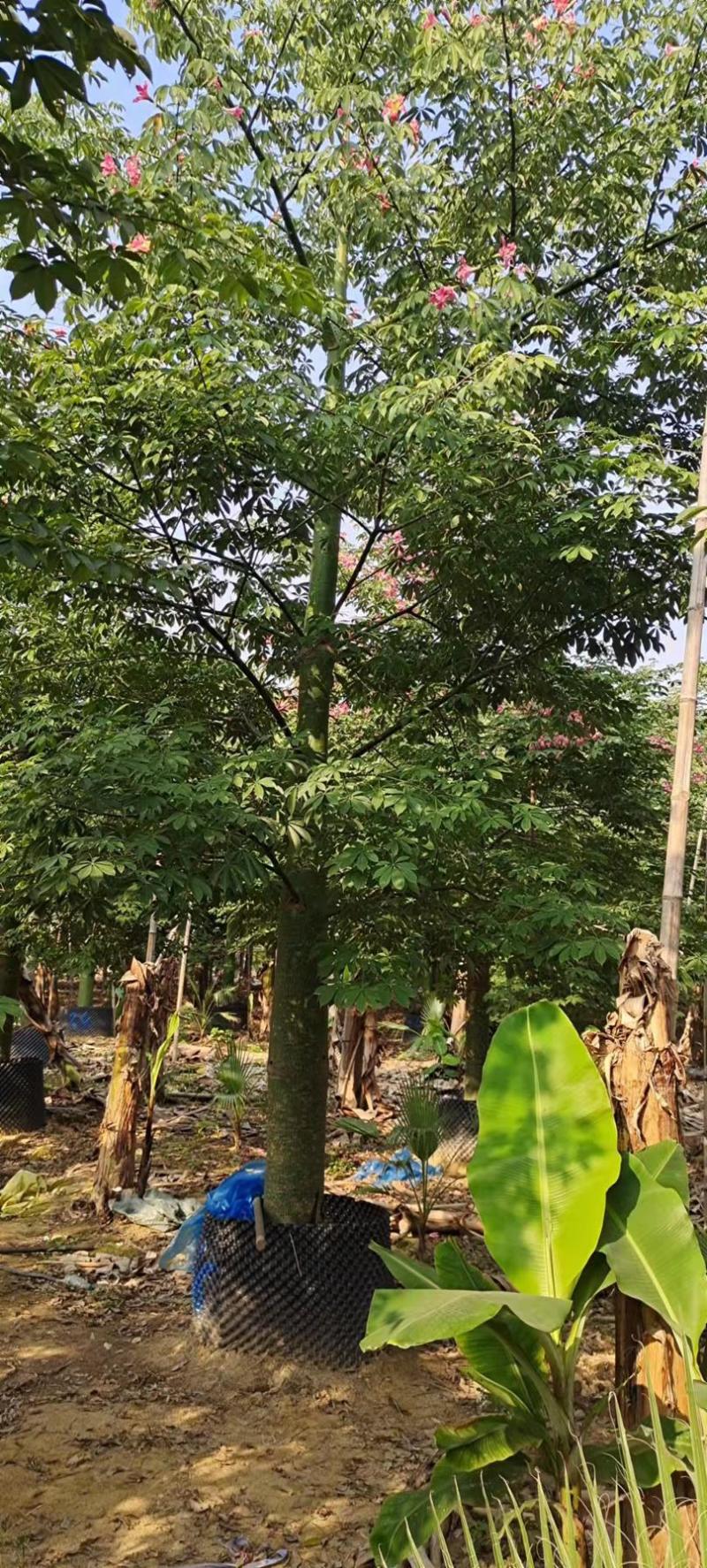 30公分大腹木棉树漳州木棉树种植基地苗农直销批发