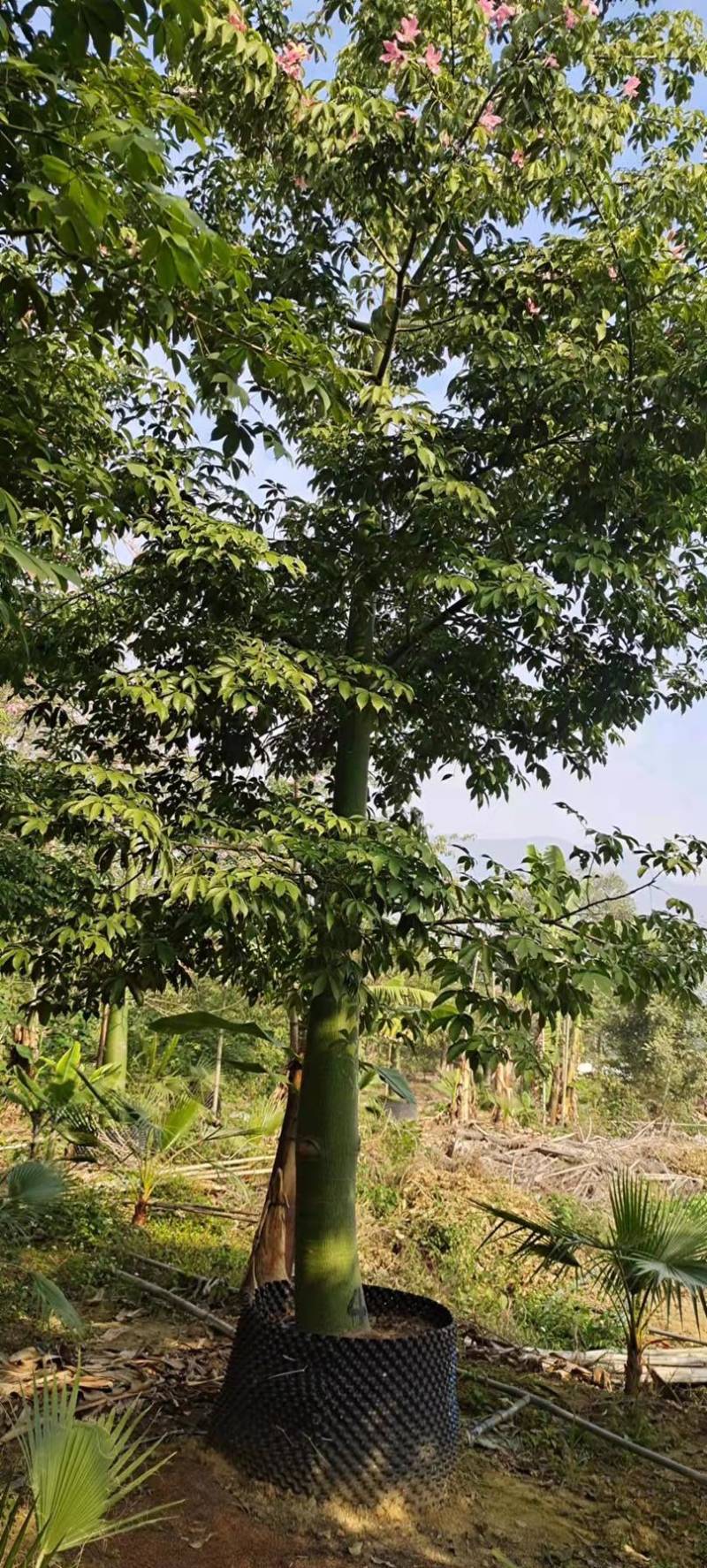 30公分大腹木棉树漳州木棉树种植基地苗农直销批发