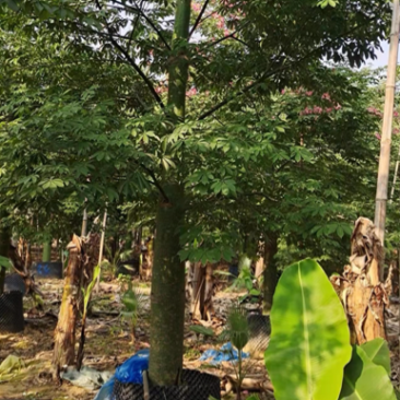 30公分大腹木棉树漳州木棉树种植基地苗农直销批发