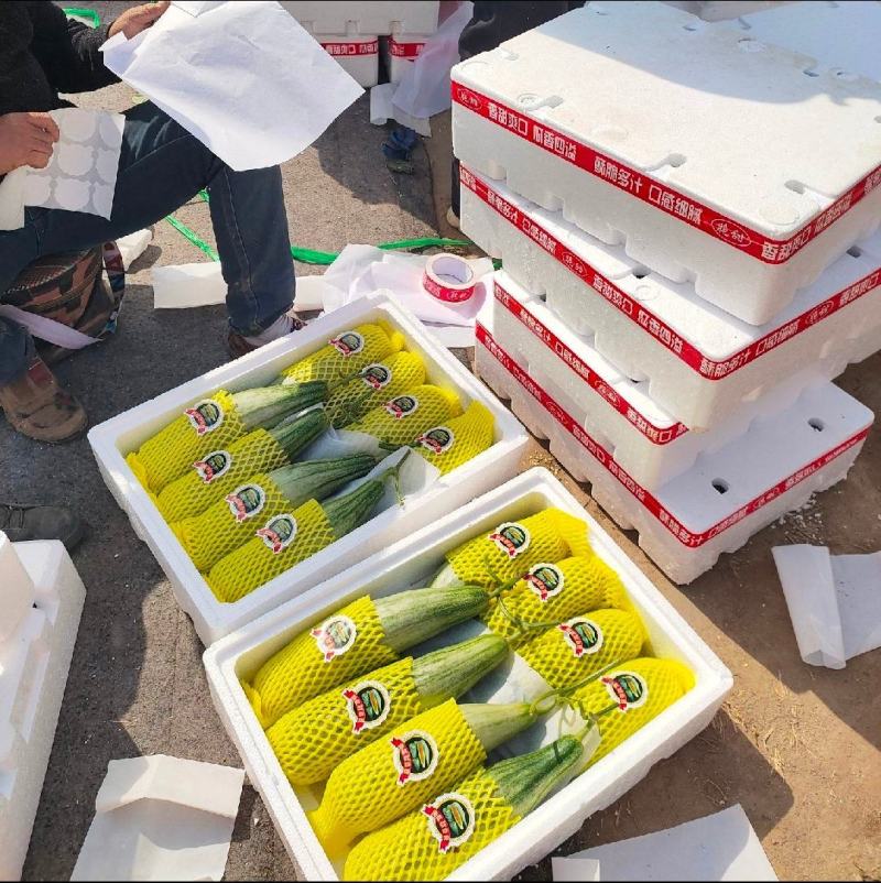 羊角蜜甜瓜山东甜瓜产地直发，对接电商团购商超市场
