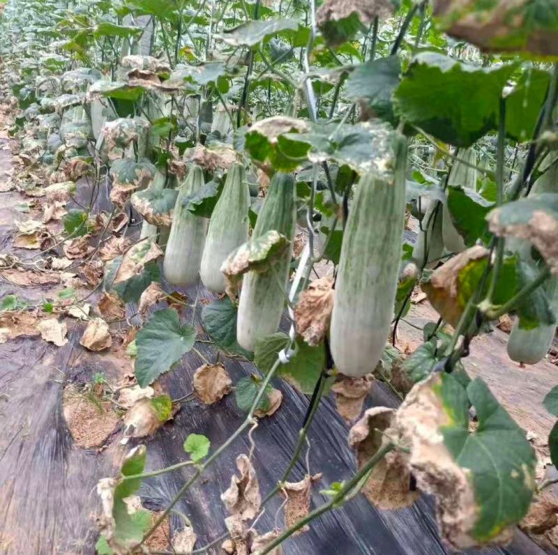 羊角蜜甜瓜山东甜瓜产地直发，对接电商团购商超市场