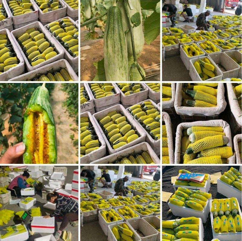 羊角蜜甜瓜山东甜瓜产地直发，对接电商团购商超市场