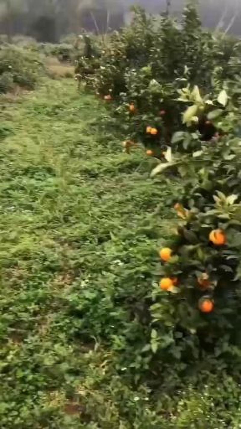 沃柑
