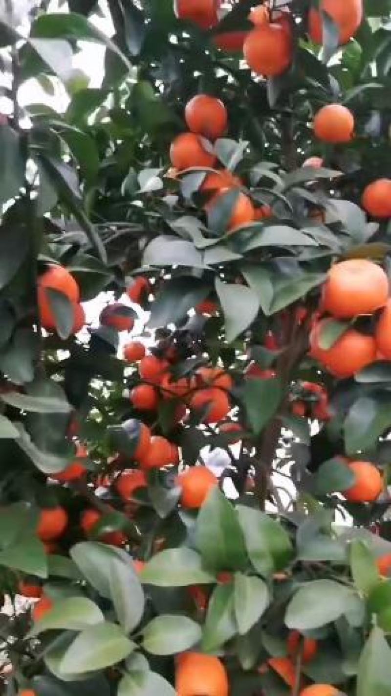 沃柑