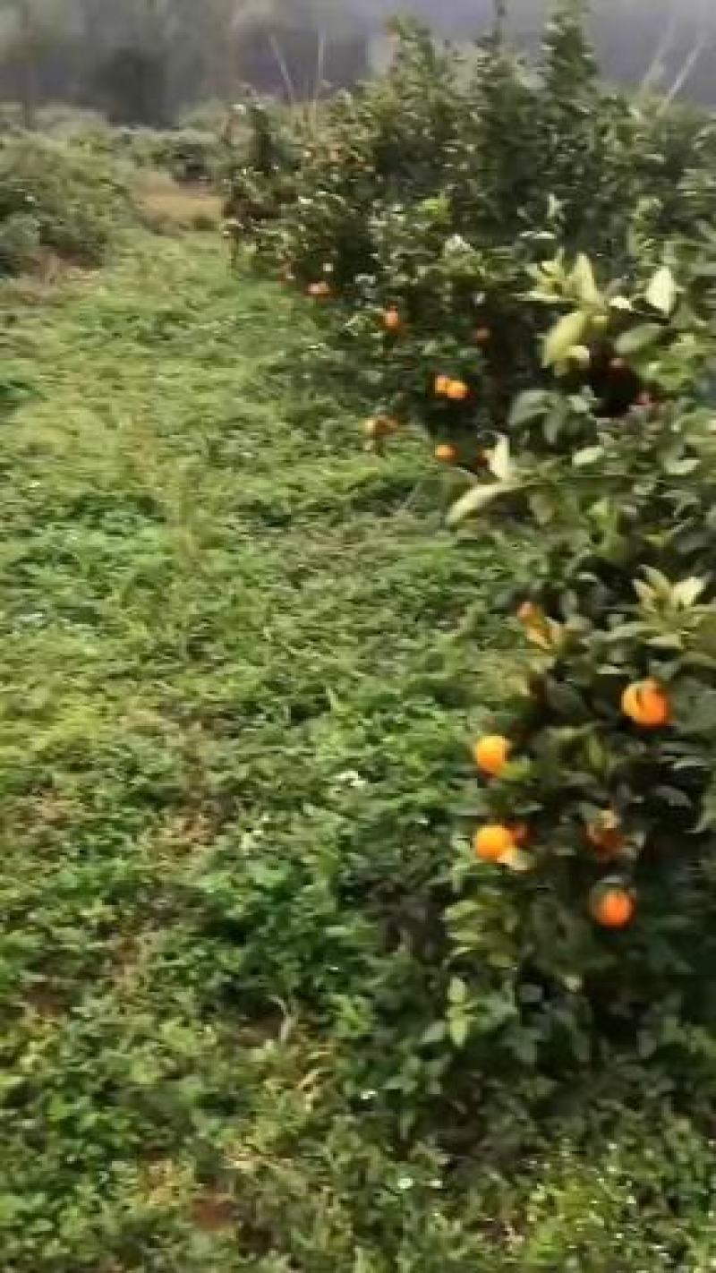 沃柑