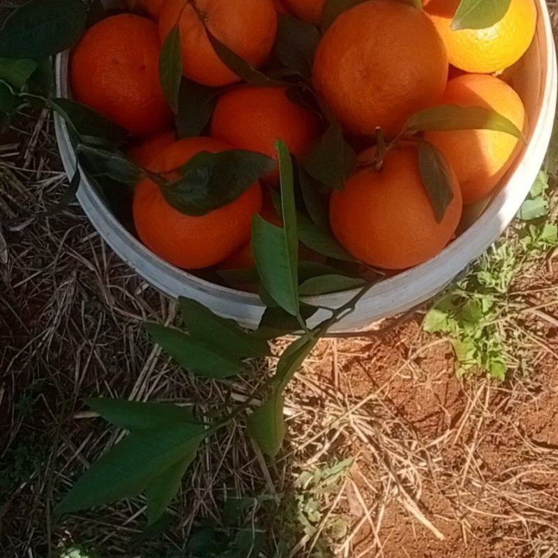 沃柑