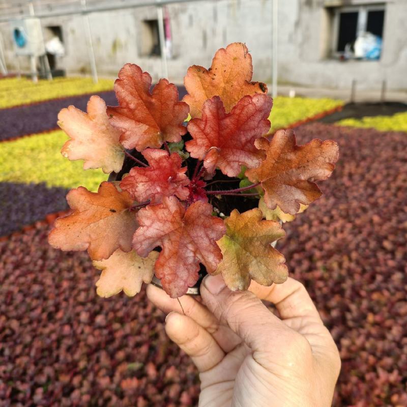 多色矾根，颜色丰富的矾根，110盆矾根，大量供应欢迎电话