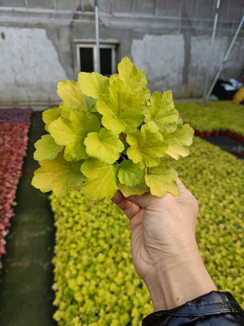 多色矾根，颜色丰富的矾根，110盆矾根，大量供应欢迎电话