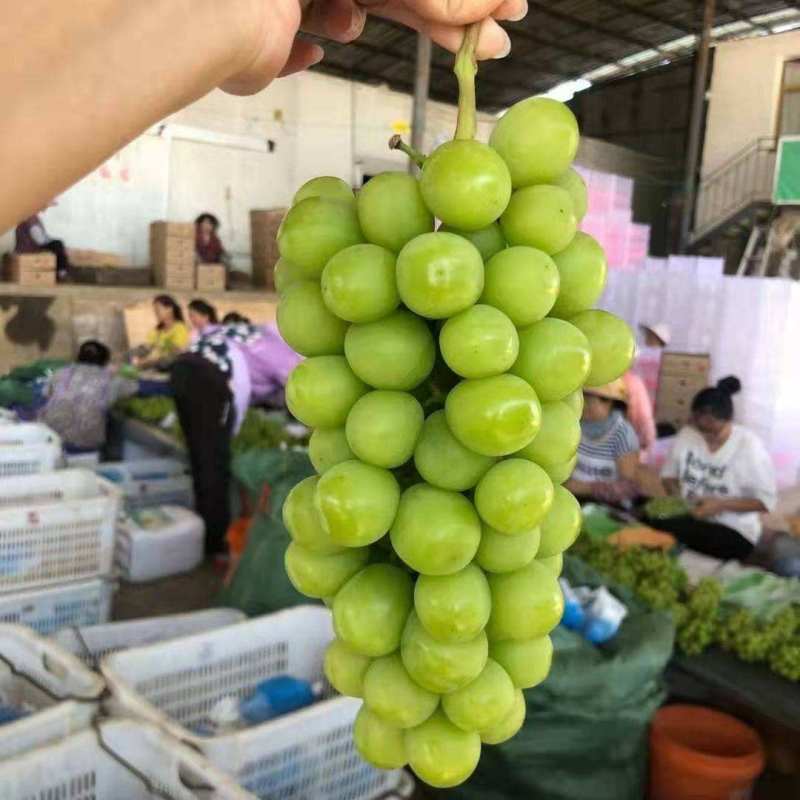 阳光玫瑰葡萄个大均匀现摘现发可视频看货