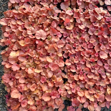 矾根苗，矾根小苗，矾根组培苗，矾根穴盘苗，大量供应采购