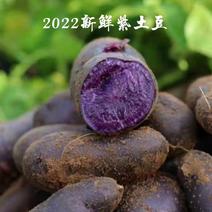 2023新鲜紫土豆黑金刚现挖现发富含花青素
